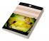 Junior Classic Book 5 (Great Expectations Around the World in Eighty Days The Jungle Book The Merry Adventures of Robin Hood)