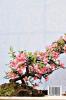 Bonsai for Beginners