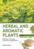 HERBAL AND AROMATIC PLANTS – Foeniculum vulgare (SAUNF)