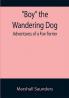 Boy the Wandering Dog: Adventures of a Fox-Terrier