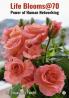 Life Blooms@ 7 0 Power of Human Networking