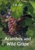 Acanthus and Wild Grape
