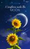 A Sunflower Under The Moon