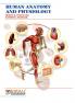 Human Anatomy And Physiology
