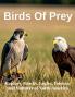 Birds Of Prey