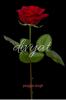 Divyat