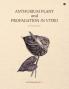 Anthurium Plant And Propagation In Vitro An Introduction
