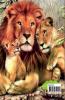 Lion Coloring Book for Kids: A Cute and Unique Coloring Pages with the King of Jungle for Boys Girls and Kids Ages 3-8 | Lion Coloring and Activity Book for Kids Ages 3-8 | Amazing Gift for Kids