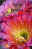 Floral Luxury Coloring Book for Adults: 50 Premium Floral Designs Stress Relieving | Friendly and Relaxing Floral Art | Amazing Flowers Coloring Book for Adults Stress Relief and More