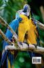 Parrot Coloring Book for Kids: Children Coloring and Activity Book for Girls & Boys Ages 3-8 | 30 State Parrotss and Nature | Beautiful Parrotss Coloring and Activity Book | Dover Nature | Amaz...