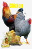 Chicken Coloring Book for Kids: Funny Chicken and Rooster Coloring and Activity Book for Kids | Best Gift for Children | Chickens Coloring Pages with Cute Chicks Roosters and More