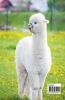 Llama and Alpaca Coloring Book for Kids: Cute Llama and Alpaca Coloring Book for Kids Ages 4- 8 | A Unique Collection with Llama and Alpaca Illustrations | Funny Activity Book for Kids | Amazing Gi...