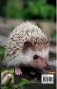 Hedgehog  Coloring Book for Kids: Children Activity Book for Boys and Girls Ages 3-8 with Super Cute Hedgehog | A Super Cool Gift for Boys and Girls Ages 3-8 – Hedgehog Coloring and Activity Book |...
