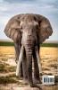 Elephant Coloring and Scissor Skills Activity Book: A Fun Coloring Cutting and Pasting Workbook for Kids | Beautiful Collection of Pages with Elephants for Coloring and Scissor Skills | Amazing Gi...