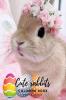Cute Rabbits Coloring Book: Easy Fun Bunny Coloring and Activity Book with Cute and Adorable Rabbits for Kids Ages 2+ | Perfect Gift for Toddlers &amp; Preschool | Perfect Gift for Easter | Bunny a...