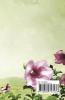 Devika's Poetic Gallery