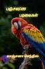Panjavarna paravaikal / பஞ்சவர்ண பறவைகள்