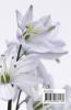 HORTICULTURE M.A BOOK