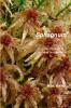 Sphagnum