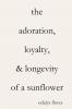 The Adoration Loyalty & Longevity of a Sunflower