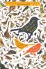 To See Every Bird on Earth