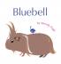 Bluebell