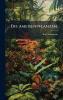 Die Ameisenpflanzen.
