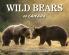 Wild Bears of Canada