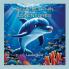 Blue Dolphin Adventures