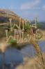 The Wind in the Willows