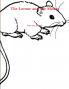 The Lemur and the Mouse