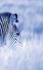 Alive! zebra stripes - Blue duotone - Photo Art Notebooks (5 x 8 series)