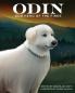 Odin Dog Hero of the Fires