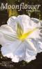 Moonflower