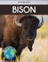 Bison