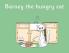 Barney the hungry cat