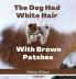 The Dog Had White Hair With Brown Patches