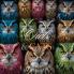 Owls & Cats