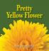 Pretty Yellow Flower