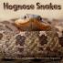 Hognose Snakes