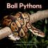 Ball Pythons