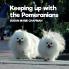 Keeping Up With The Pomeranians