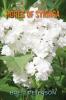 hores of Syringa