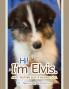 Hi!  I'm Elvis.