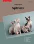 Traumrasse Sphynx