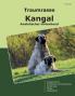 Traumrasse Kangal
