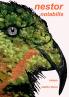 Nestor notabilis