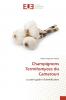 Champignons Termitomyces du Cameroun