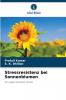 Stressresistenz bei Sonnenblumen