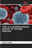 Tef1 is a multifunctional protein of Candida albicans